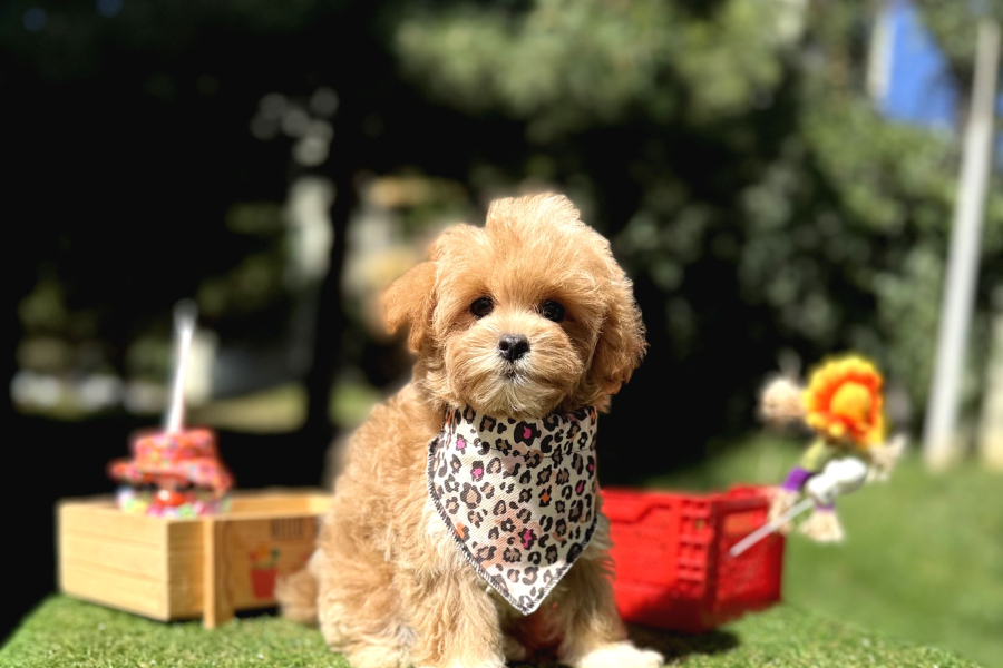 Maltipoo Standartlarının En Iyisi En Küçüğü Bebekler