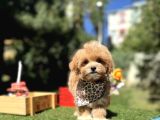 Maltipoo Standartlarının En Iyisi En Küçüğü Bebekler