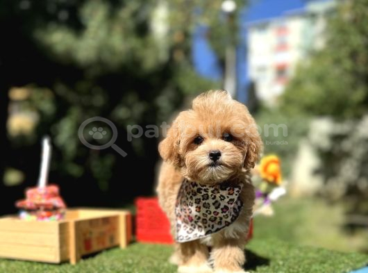 Maltipoo Standartlarının En Iyisi En Küçüğü Bebekler görsel