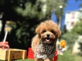 Maltipoo Standartlarının En Iyisi En Küçüğü Bebekler