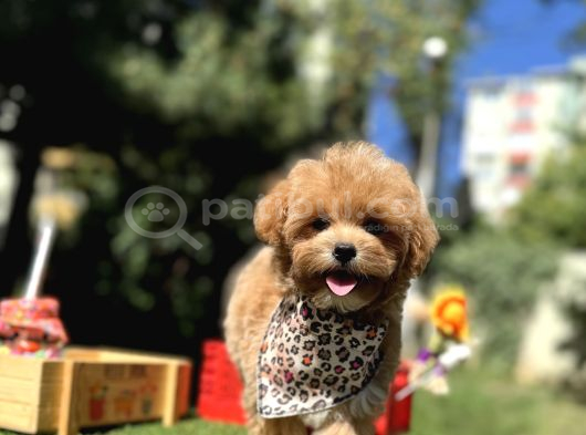 Maltipoo Standartlarının En Iyisi En Küçüğü Bebekler görsel