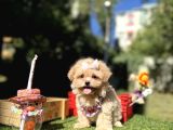 Orjinal Micro Teacup Maltipoo