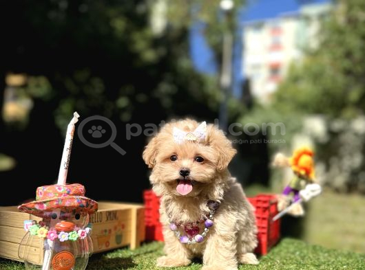 Orjinal Micro Teacup Maltipoo