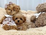 Bakımı Kolay Tüy Dökmez Maltipoo