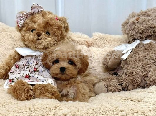 Bakımı Kolay Tüy Dökmez Maltipoo görsel