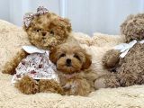 Bakımı Kolay Tüy Dökmez Maltipoo