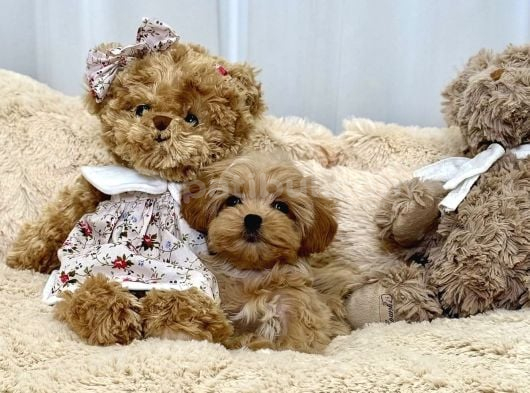 Bakımı Kolay Tüy Dökmez Maltipoo görsel