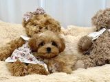 Bakımı Kolay Tüy Dökmez Maltipoo