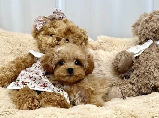 Bakımı Kolay Tüy Dökmez Maltipoo görsel