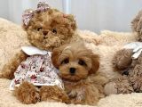 Bakımı Kolay Tüy Dökmez Maltipoo