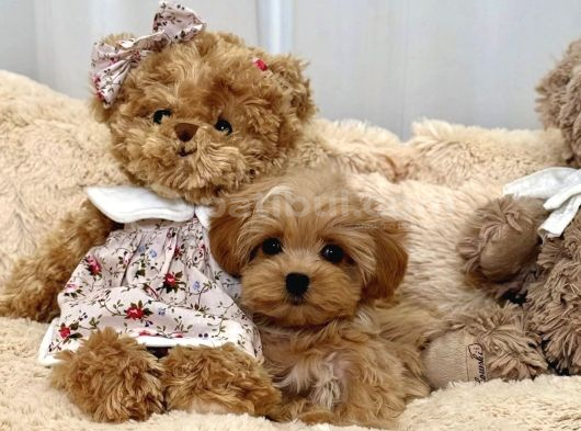 Bakımı Kolay Tüy Dökmez Maltipoo
