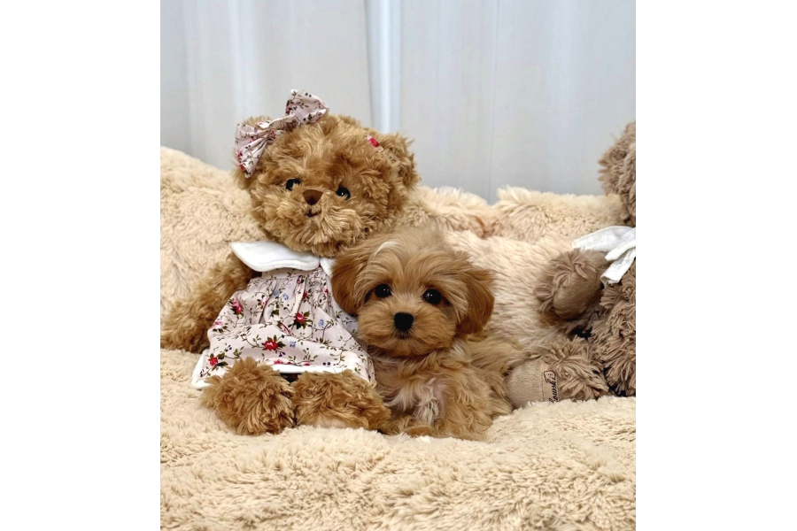 Bakımı Kolay Tüy Dökmez Maltipoo
