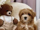 Seçkin Ailelere Özenle Yetişmiş Maltipoo Bebekler