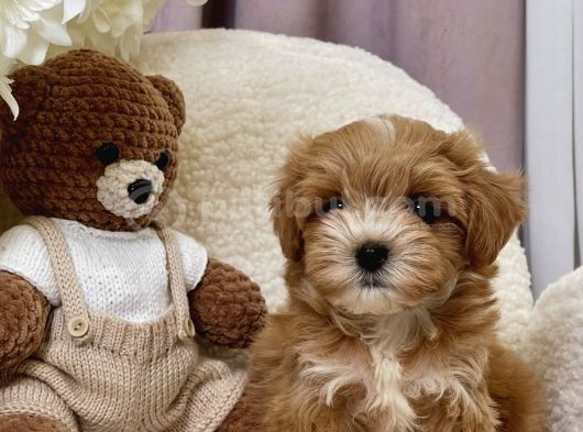 Seçkin Ailelere Özenle Yetişmiş Maltipoo Bebekler görsel