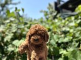 Ki̇lo Garanti̇li̇ Poodle Yavrularimiz
