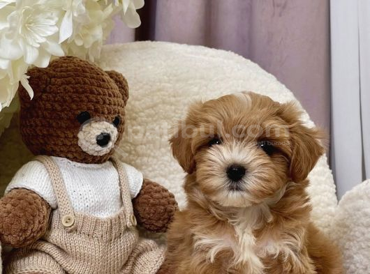 Seçkin Ailelere Özenle Yetişmiş Maltipoo Bebekler görsel