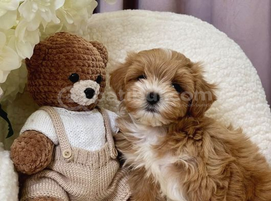 Seçkin Ailelere Özenle Yetişmiş Maltipoo Bebekler görsel