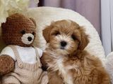 Seçkin Ailelere Özenle Yetişmiş Maltipoo Bebekler