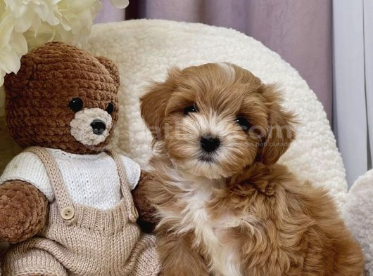 Seçkin Ailelere Özenle Yetişmiş Maltipoo Bebekler