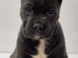 Heybetli Üst Kaliteli Irk Garantili Cane Corso Yavrular
