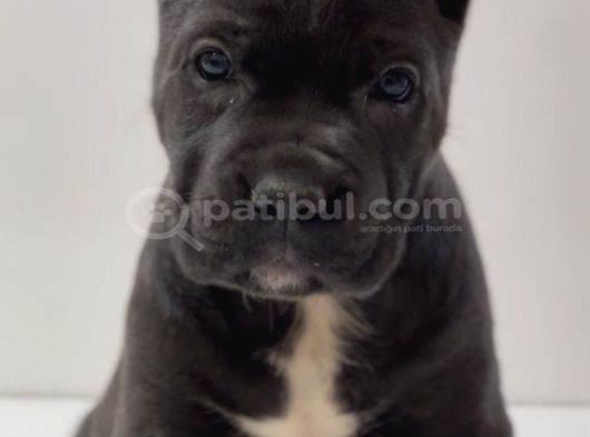 Heybetli Üst Kaliteli Irk Garantili Cane Corso Yavrular görsel