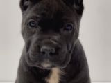 Heybetli Üst Kaliteli Irk Garantili Cane Corso Yavrular