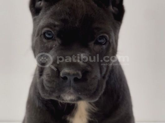 Heybetli Üst Kaliteli Irk Garantili Cane Corso Yavrular görsel