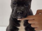 Heybetli üst Kaliteli Irk Garantili Cane Corso Yavrular