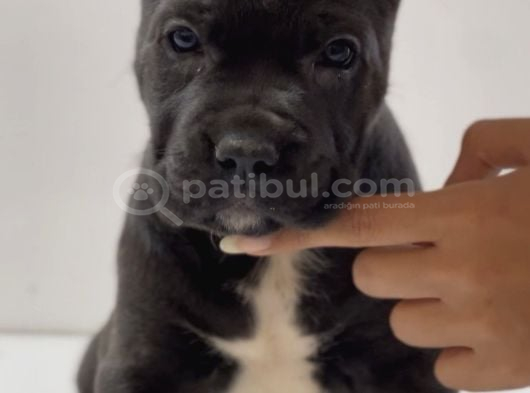 Heybetli Üst Kaliteli Irk Garantili Cane Corso Yavrular