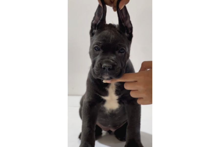 Heybetli üst Kaliteli Irk Garantili Cane Corso Yavrular
