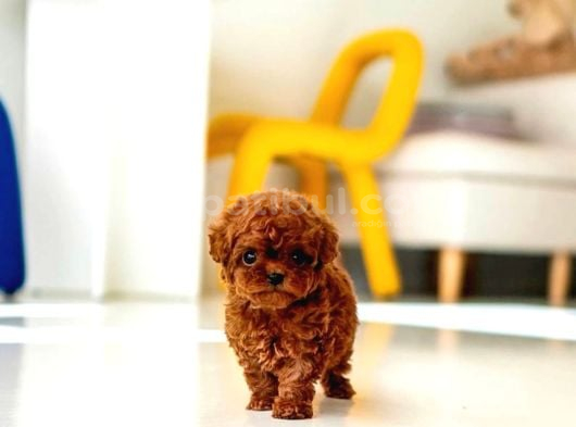 A Kali̇te Toy Poodle Bebekler