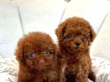 A Kali̇te Toy Poodle Bebekler
