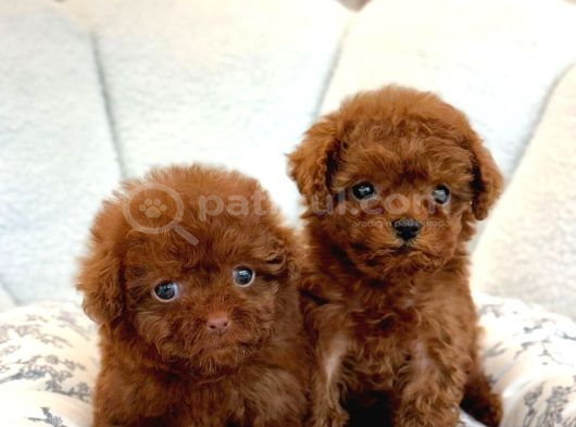 A Kali̇te Toy Poodle Bebekler görsel