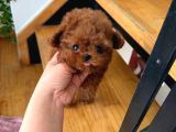 Küçücük Güzelli̇k Toy Poodle