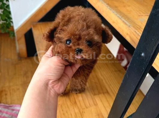Küçücük Güzelli̇k Toy Poodle