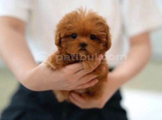 Lokum Bebek Kore Teacup Yavrumuz görsel