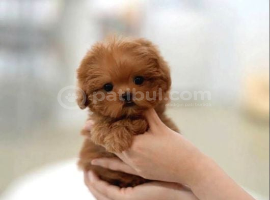 LOKUM BEBEK KORE TEACUP YAVRUMUZ