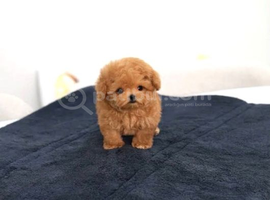 Enerji̇ Bakanimiz Kore Teacup Yavrumuz görsel