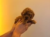 Red Brown Toy Poodle Yavrular Yeni Yuvalarını Bekliyor