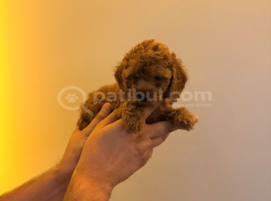 Red Brown Toy Poodle Yavrular Yeni Yuvalarını Bekliyor görsel