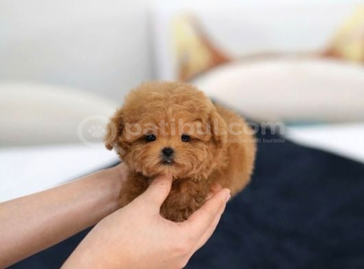 ENERJİ BAKANIMIZ KORE TEACUP YAVRUMUZ