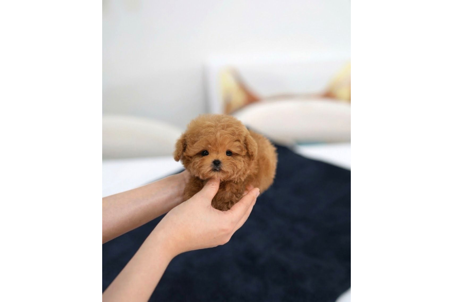 Enerjİ Bakanimiz Kore Teacup Yavrumuz
