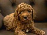 Red Brown Toy Poodle Yavrular Yeni Yuvalarını Bekliyor