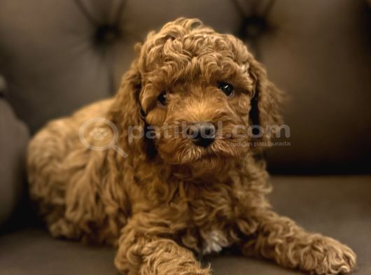 Red Brown Toy Poodle Yavrular Yeni Yuvalarını Bekliyor görsel