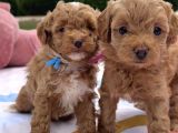 Toy Poodle Bebekleri̇m