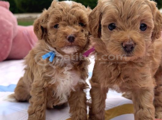 Toy Poodle Bebekleri̇m görsel