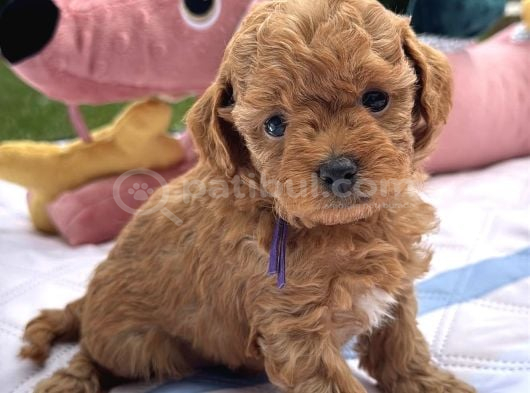Toy Poodle Bebekleri̇m