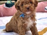 Toy Poodle Bebekleri̇m