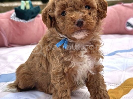 Toy Poodle Bebekleri̇m görsel