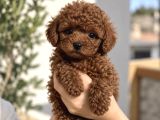 Poodle Yavrunuzu Yerinde Görerek Seçin